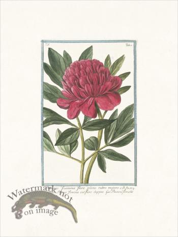 Bonelli 431 Peony